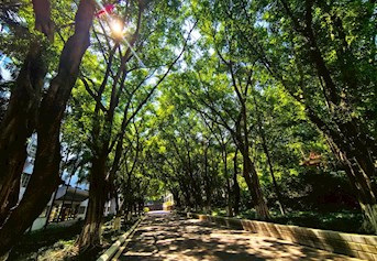 绿树成荫（长湖校区）